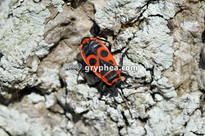 Pyrrhocore - gryphea.com